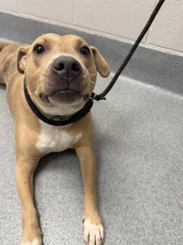 Pit Bull Terrier and Boxer Dogs Available for Adoption in Indianapolis, Indiana - ORO | PetCurious