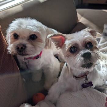 Bella (Bonded w/Bowie) -  Maltese Dog for Adoption in Minneapolis, Minnesota - Bella (Bonded W/Bowie) | PetCurious