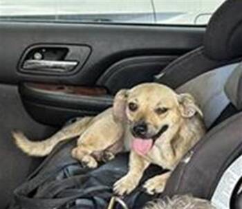 ALPHA -  Chihuahua Dog for Adoption in San Antonio, Texas - ALPHA | PetCurious