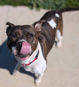 Terrier Dogs Available for Adoption - Nadine | PetCurious