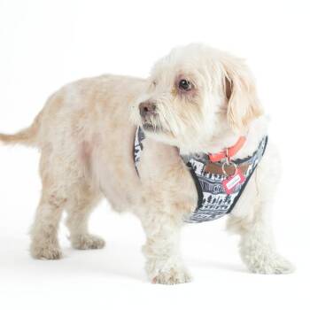 Qualifier 14227 -  Miniature Poodle Dog for Adoption in San Francisco, California - Qualifier 14227 | PetCurious