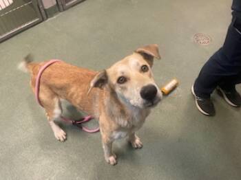 Rescue Mixed Breed Dogs for Adoption in Santa Fe, New Mexico - A173326 | PetCurious