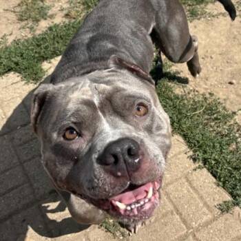 Diesel -  Mixed Breed Dog for Adoption in Lansing, Michigan - Diesel | PetCurious