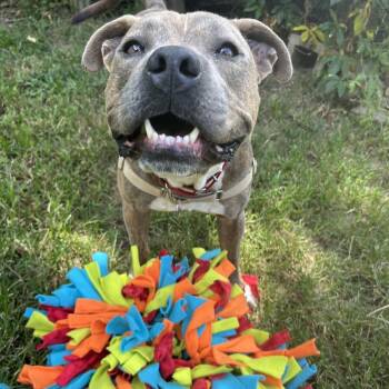 Pig Pen -  American Bully and Pit Bull Terrier Dog for Adoption in Klein, Texas - Pig Pen | PetCurious