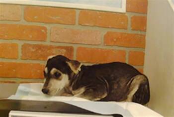 A2091529 -  Siberian Husky and Mixed Breed Dog for Adoption in Houston, Texas - A2091529 | PetCurious