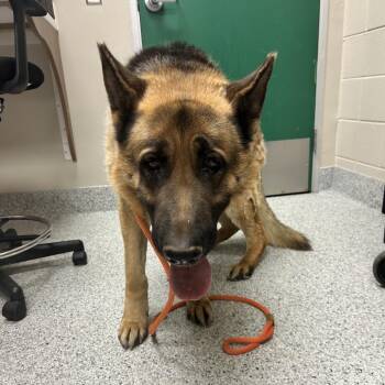 Lobo -  German Shepherd Dog Dog for Adoption in Reno, Nevada - Lobo | PetCurious