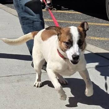 Shepherd and Mixed Breed Dogs Available for Adoption in Voorhees Township, New Jersey - Lucia | PetCurious