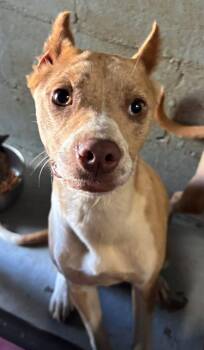 Hound and Pit Bull Terrier Dogs Available for Adoption in Rustburg, Virginia - Tiana - At Shelter Available 6/6 | PetCurious