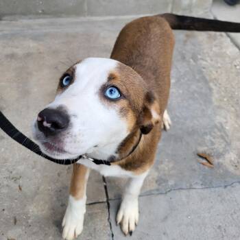 Mixed Breed Dogs Available for Adoption in Englewood, Florida - Sapphire | PetCurious