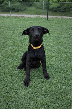 Labrador Retriever and German Shepherd Dog Dogs Available for Adoption in Nashville, Tennessee - Storm (M) | PetCurious