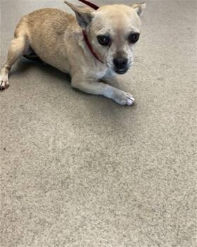 Rescue Chihuahua Dogs for Adoption in San Bernardino, California - XENA | PetCurious