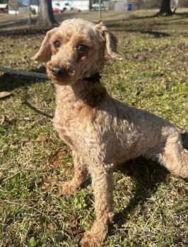 Poodle Dogs Available for Adoption - Amy | PetCurious