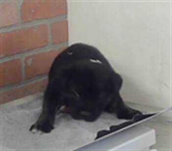 German Shepherd Dog Dogs Available for Adoption in Houston, Texas - A2072370 | PetCurious