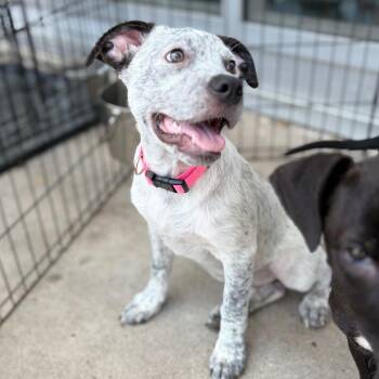 Buttercup 26-06-143 -  Australian Cattle Dog Blue Heeler and English Bulldog Dog for Adoption in Bastrop, Texas - Buttercup 26-06-143 | PetCurious