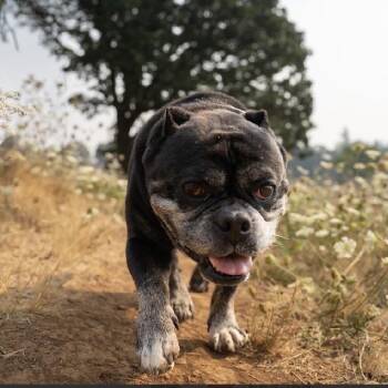 Biscuit -  English Bulldog and Mixed Breed Dog for Adoption in Portland, Oregon - Biscuit | PetCurious