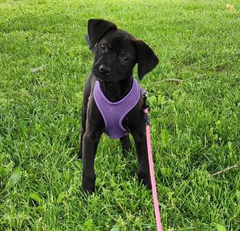 Pit Bull Terrier and Black Labrador Retriever Dogs Available for Adoption in Siloam Springs, Arkansas - Rogue | PetCurious