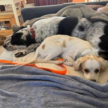 Lando -  Mixed Breed Dog for Adoption in San Francisco, California - Lando | PetCurious