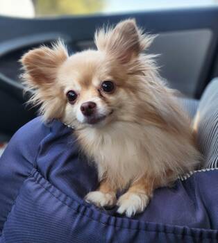 Rescue Pomeranian Dogs for Adoption in Clovis, California - Zeena | PetCurious