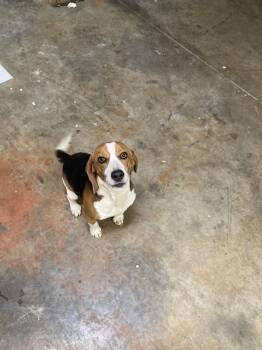 Beagle Dogs Available for Adoption - Thaddeus | PetCurious