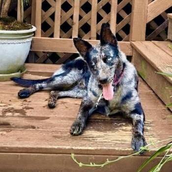 Nala -  Catahoula Leopard Dog and Australian Shepherd Dog for Adoption in Beulaville, North Carolina - Nala | PetCurious