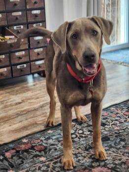 Sable -  Weimaraner and Retriever Dog for Adoption in Fayetteville, Arkansas - Sable | PetCurious