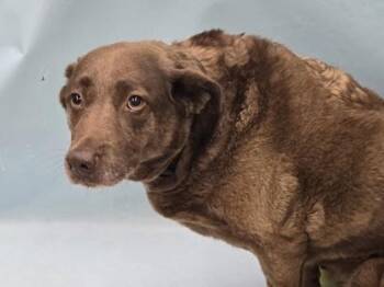 Zoe -  Chesapeake Bay Retriever and Mixed Breed Dog for Adoption in Minneapolis, Minnesota - Zoe | PetCurious