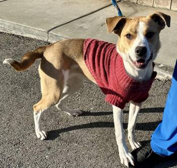 Beagle and Terrier Dogs Available for Adoption -  Bebe | PetCurious