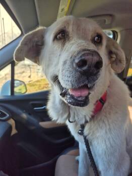 Mixed Breed Dogs Available for Adoption - Luke: The Boy Who Survived & Deserves Love | PetCurious