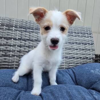 Terrier Dogs Available for Adoption in Las Vegas, Nevada - Emery | PetCurious