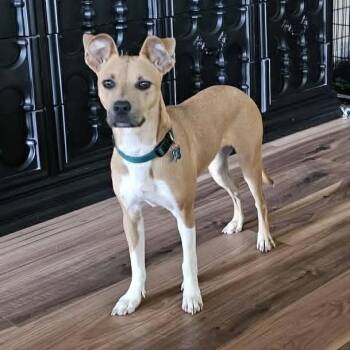 Basenji Dogs Available for Adoption in Kaufman, Texas - JAKE Breed Guess? | PetCurious