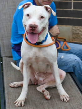 Rescue Mixed Breed Dogs for Adoption in Chamblee, Georgia - Boose | PetCurious