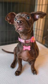 Chihuahua and Dachshund Dogs Available for Adoption in El Dorado, Arkansas - Whimzee | PetCurious