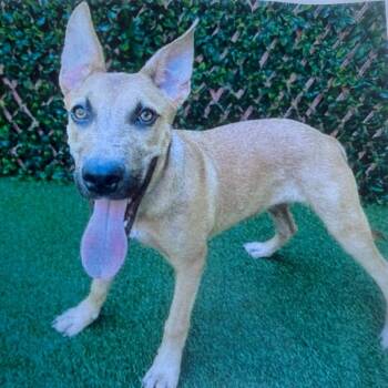 Rescue Mixed Breed Dogs for Adoption in Jupiter, Florida - Ella | PetCurious