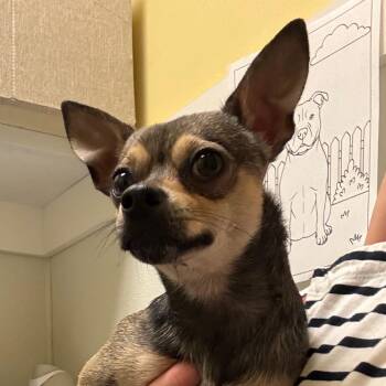Toby -  Chihuahua Dog for Adoption in Charlottesville, Virginia - Toby | PetCurious