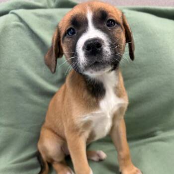 Shepherd and Mixed Breed Dogs Available for Adoption - Cora | PetCurious