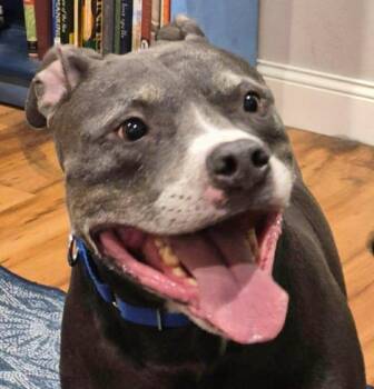 Pit Bull Terrier Dogs Available for Adoption - Ogima | PetCurious