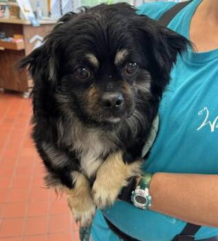 Shih Tzu Dogs Available for Adoption in Salisbury, Maryland - Alfred | PetCurious