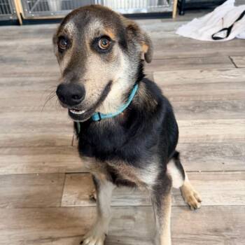 Van Helsing -  Shepherd and Mixed Breed Dog for Adoption in Abbotsford, British Columbia - Van Helsing | PetCurious