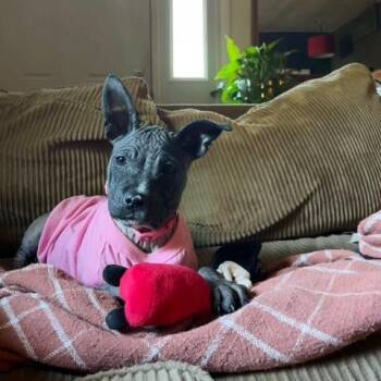 Pit Bull Terrier Dogs Available for Adoption in Dayton, Ohio - Hallie | PetCurious