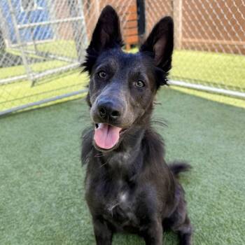 Opossum -  Shepherd and Mixed Breed Dog for Adoption in Hawthorne, California - Opossum | PetCurious