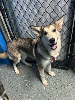 Rescue Husky and Shepherd Dogs for Adoption in Muskegon, Michigan - Lady | PetCurious