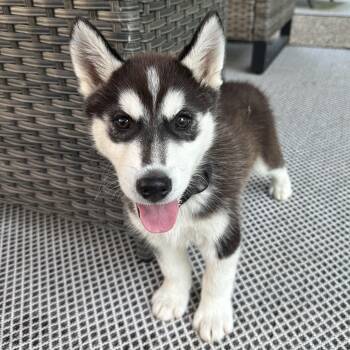 Cosmo -  Husky Dog for Adoption in Detroit, Michigan - Cosmo | PetCurious