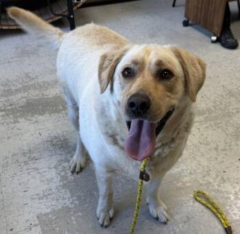 Charlie -  Labrador Retriever Dog for Adoption in Salt Lake City, Utah - Charlie | PetCurious