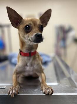 Chihuahua Dogs Available for Adoption in Aliquippa, Pennsylvania - JESSICA | PetCurious