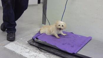 A2096561 -  Havanese and Mixed Breed Dog for Adoption in Houston, Texas - A2096561 | PetCurious