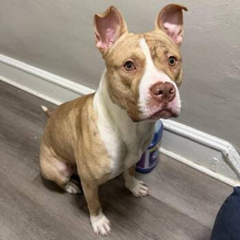 Pit Bull Terrier Dogs Available for Adoption in Philadelphia, Pennsylvania - PNut | PetCurious