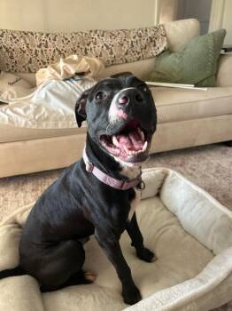 Caraway -  Mixed Breed Dog for Adoption in Cincinnati, Ohio - Caraway | PetCurious