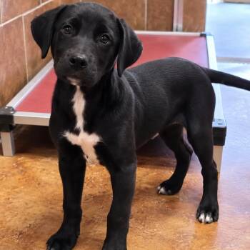 Moses -  Labrador Retriever Dog for Adoption in Wadena, Minnesota - Moses | PetCurious