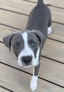 Mickey -  Terrier Dog for Adoption in Sunnyvale, California - Mickey | PetCurious