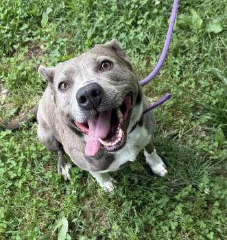 Hayley -  Terrier Dog for Adoption in Reeds Spring, Missouri - Hayley | PetCurious